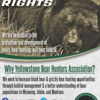 Yellowstone Country Bear Hunters Association Bear Hunting Ad Design